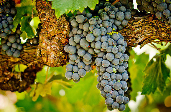 Vineyard-4