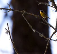 birds