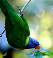 Birds