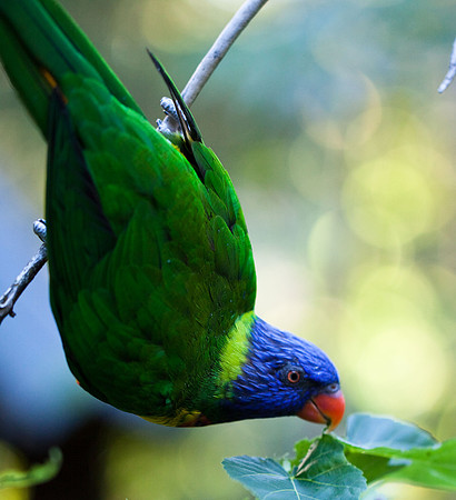 Birds
