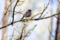birds