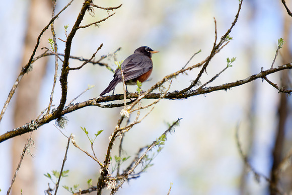 birds