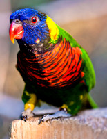 Birds