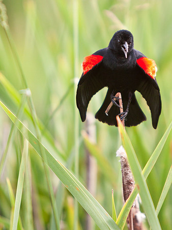 Red-Winged Blackbird