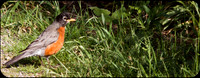 Robin