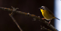 birds-4