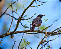 birds