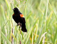 Red-Winged Blackbird