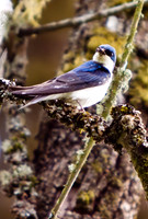 birds