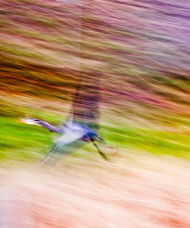 Great Blue Heron