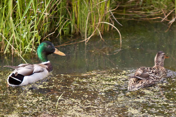 Mallord Ducks
