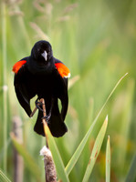 Red-Winged Blackbird