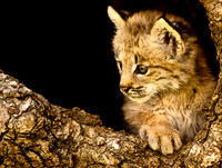 Baby Cats