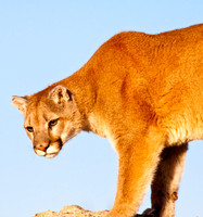 Big Cats
