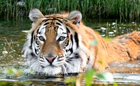 Siberian Tiger-9