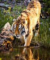 Siberian Tiger