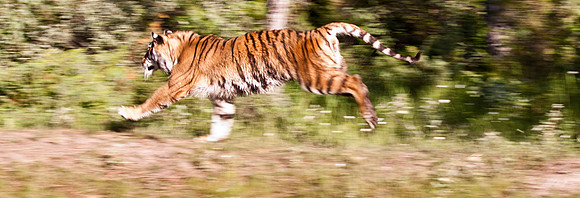 Siberian Tiger