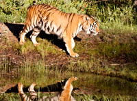 Siberian Tiger-2
