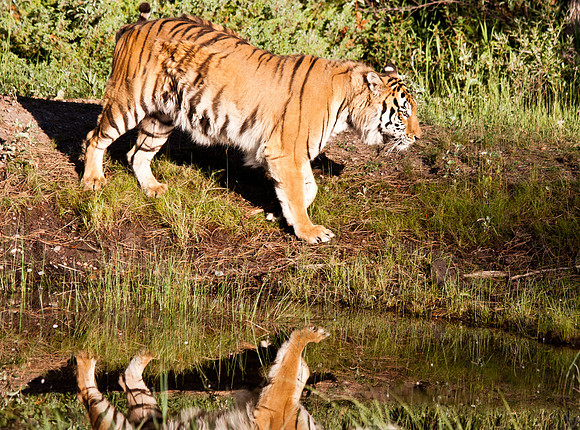 Siberian Tiger-2