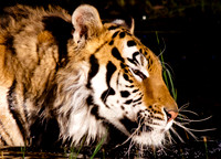 Siberian Tiger-4