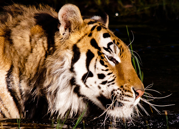 Siberian Tiger-4