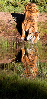 Siberian Tiger