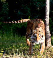 Siberian Tiger-12