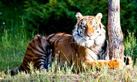 Siberian Tiger-10