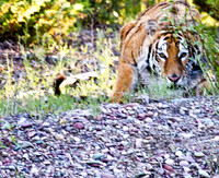 Siberian Tiger-13