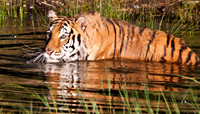 Siberian Tiger-7