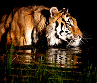 Siberian Tiger-5