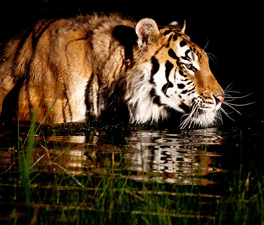 Siberian Tiger-5