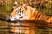 Siberian Tiger-6