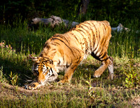 Siberian Tiger-8