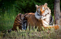 Siberian Tiger-11