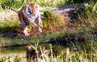 Siberian Tiger-3