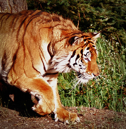 Siberan Tiger