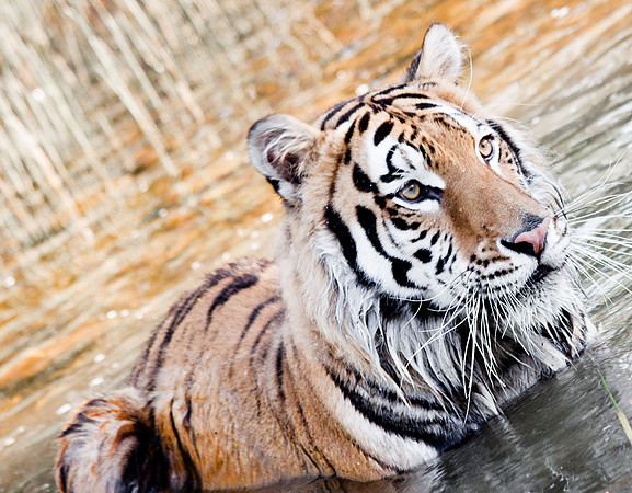 Siberan Tiger-3