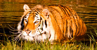 Siberan Tiger-6