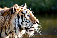Siberan Tiger-4