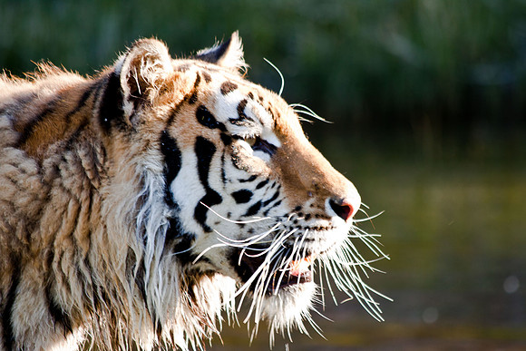Siberan Tiger-4