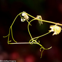 Etheral