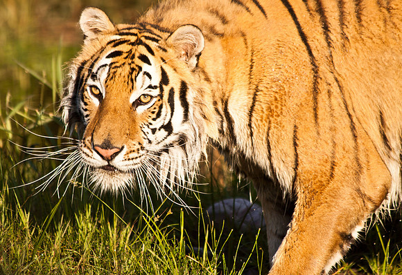 Siberan Tiger-5
