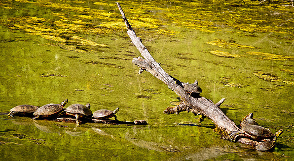 Turtles-47