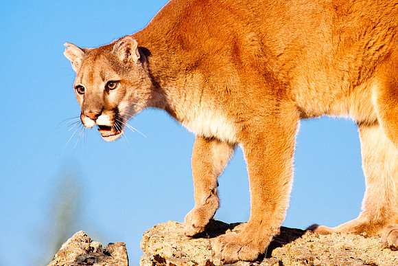 Big Cats
