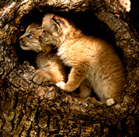 Baby Cats