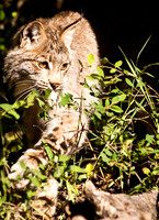 Big Cats-3