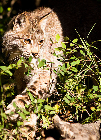 Big Cats-3