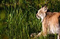 Big Cats-6