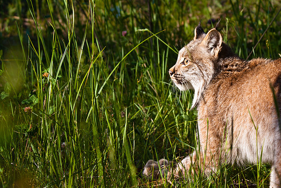 Big Cats-6